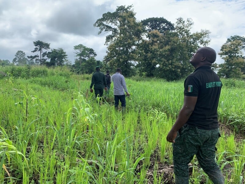 In the Botanic Forest of Divo, project team and MINEF rangers walk through a field that would have once held Raffia palms. Remnant trees are mostly native Terminalia species. Credit - Cathy Watson.
