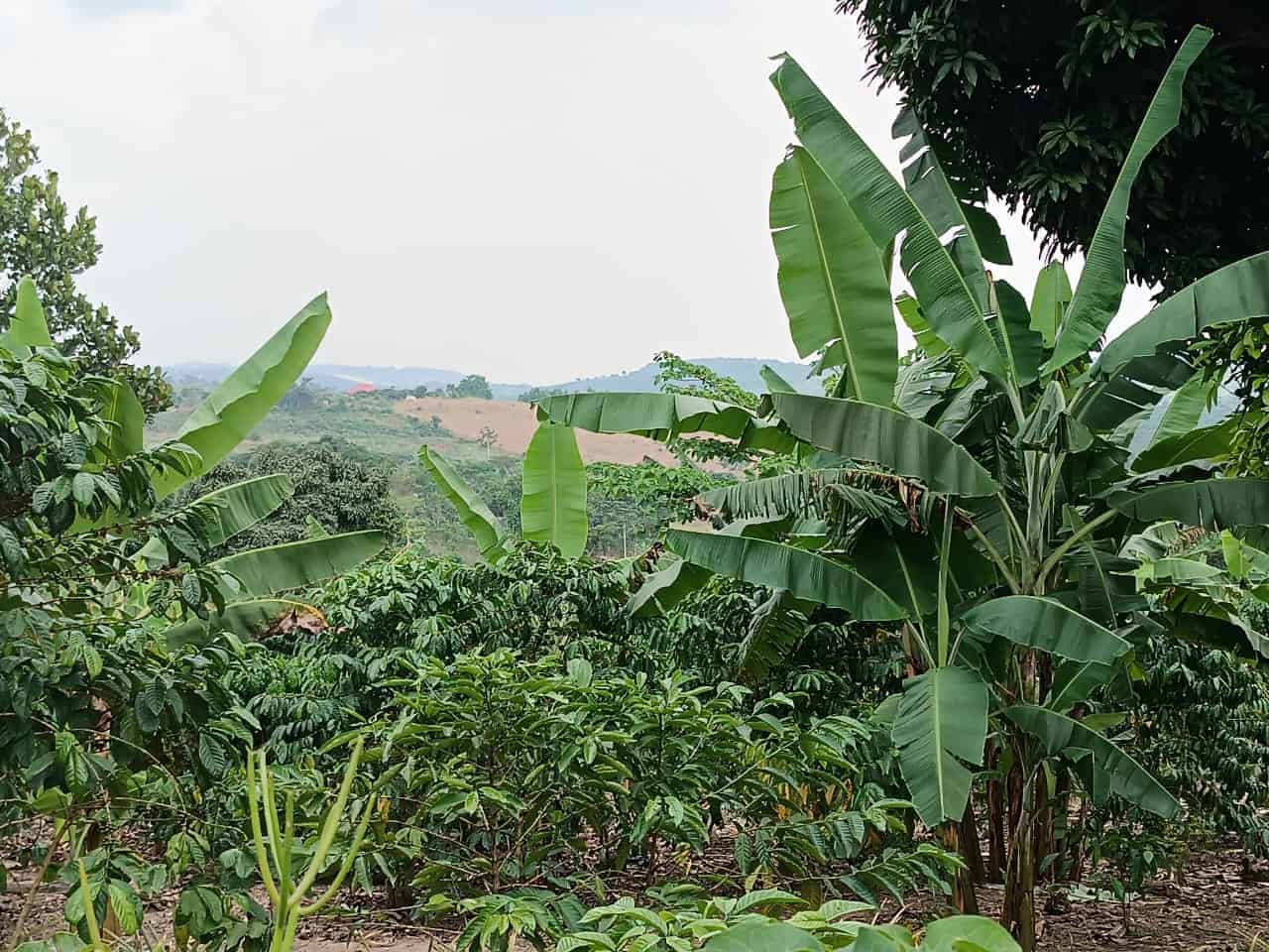 Coffee-Banana Agroforestry System, Mytiana District, Uganda. Photo - Dr Emeline Assede